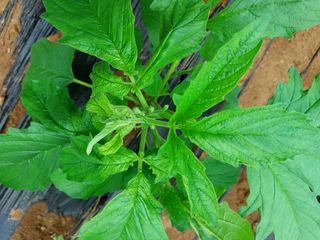 남기천 농민님의 농사, 무엇이든 물어보세요! · 참여글 작성글 사진