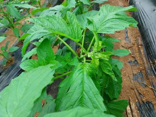 남기천 농민님의 농사, 무엇이든 물어보세요! · 참여글 작성글 사진