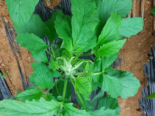 남기천 농민님의 농사, 무엇이든 물어보세요! · 참여글 작성글 사진