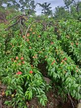 팜모닝 자유주제·자유게시판 게시글 이미지