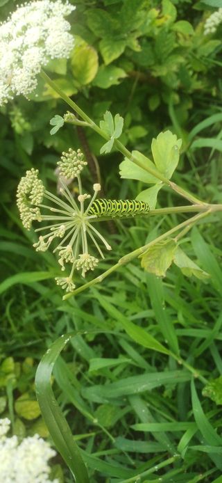 농부하니님의 기타작물 · 영농일지 작성글 사진
