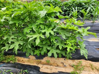 조선된장님의 들깨 · 영농일지 작성글 사진