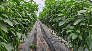 향적농원(정은상)님의 🎉상반기 결산 자랑하기 · 참여글 작성글 사진