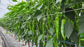 향적농원(정은상)님의 🎉상반기 결산 자랑하기 · 참여글 작성글 사진