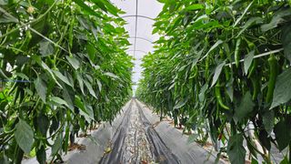 향적농원(정은상)님의 🎉상반기 결산 자랑하기 · 참여글 작성글 사진