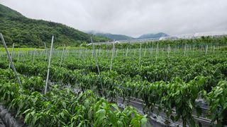 향적농원(정은상)님의 🎉상반기 결산 자랑하기 · 참여글 작성글 사진