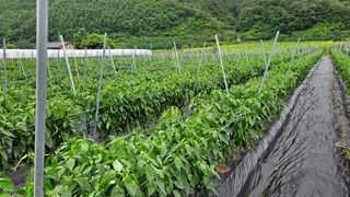 향적농원(정은상)님의 🎉상반기 결산 자랑하기 · 참여글 작성글 사진