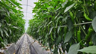 향적농원(정은상)님의 🎉상반기 결산 자랑하기 · 참여글 작성글 사진