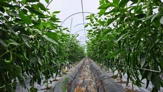 향적농원(정은상)님의 🎉상반기 결산 자랑하기 · 참여글 작성글 사진