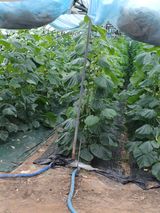 팜모닝 최고의 제초제는 무엇인가요?🌿·참여글 게시글 이미지