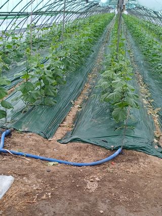 정동환님의 최고의 제초제는 무엇인가요?🌿 · 참여글 작성글 사진