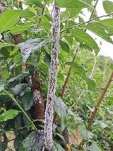 팜모닝 감·병해충상담 게시글 이미지