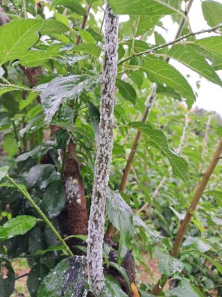 김하본님의 감 · 병해충상담 작성글 사진