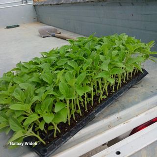 산양 위만(엄문섭)님의 🎉상반기 결산 자랑하기 · 참여글 작성글 사진