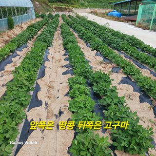 산양 위만(엄문섭)님의 🎉상반기 결산 자랑하기 · 참여글 작성글 사진