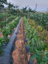 팜모닝 농사, 무엇이든 물어보세요!·참여글 게시글 이미지