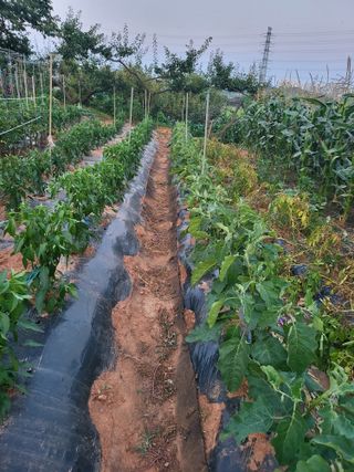 주말농장1님의 농사, 무엇이든 물어보세요! · 참여글 작성글 사진