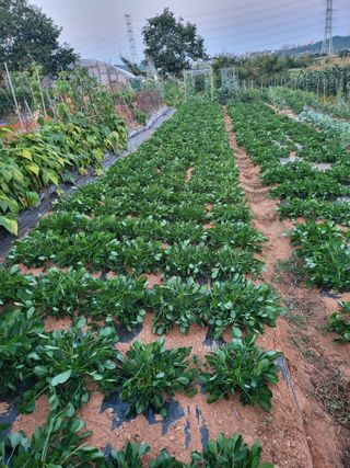 주말농장1님의 농사, 무엇이든 물어보세요! · 참여글 작성글 사진