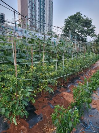 주말농장1님의 농사, 무엇이든 물어보세요! · 참여글 작성글 사진