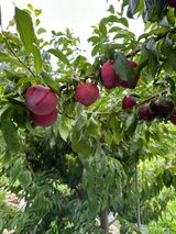 팜모닝 🎉상반기 결산 자랑하기·참여글 게시글 이미지