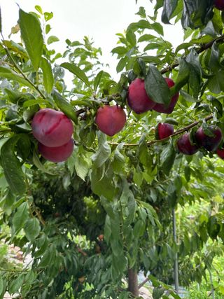 최경민(두나무농장)님의 🎉상반기 결산 자랑하기 · 참여글 작성글 사진