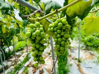 최경민(두나무농장)님의 🎉상반기 결산 자랑하기 · 참여글 작성글 사진