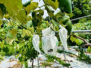 최경민(두나무농장)님의 🎉상반기 결산 자랑하기 · 참여글 작성글 사진