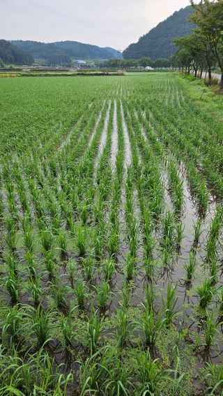 이용수님의 🎉상반기 결산 자랑하기 · 참여글 작성글 사진