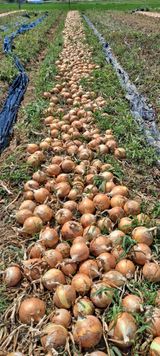 팜모닝 🎉상반기 결산 자랑하기·참여글 게시글 이미지