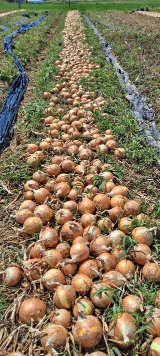 김영만님의 🎉상반기 결산 자랑하기 · 참여글 작성글 사진