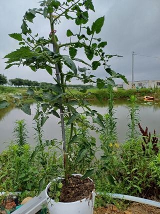 연꽃토하농장~미꾸리님의 🎉상반기 결산 자랑하기 · 참여글 작성글 사진