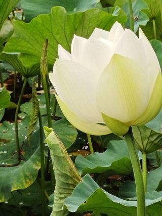 연꽃토하농장~미꾸리님의 🎉상반기 결산 자랑하기 · 참여글 작성글 사진