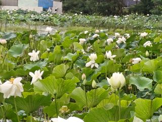 연꽃토하농장~미꾸리님의 🎉상반기 결산 자랑하기 · 참여글 작성글 사진