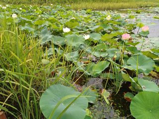 연꽃토하농장~미꾸리님의 🎉상반기 결산 자랑하기 · 참여글 작성글 사진
