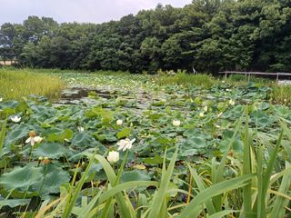 연꽃토하농장~미꾸리님의 🎉상반기 결산 자랑하기 · 참여글 작성글 사진
