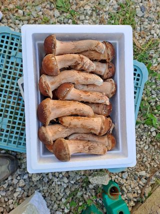 김병만님의 🎉상반기 결산 자랑하기 · 참여글 작성글 사진