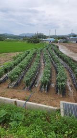 팜모닝 고추·영농일지 게시글 이미지