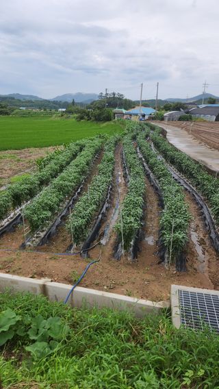 고추7938님의 고추 · 영농일지 작성글 사진