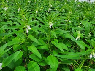 최남옥님의 🎉상반기 결산 자랑하기 · 참여글 작성글 사진