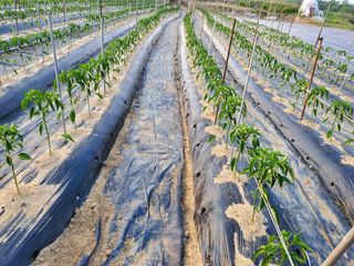 최남옥님의 🎉상반기 결산 자랑하기 · 참여글 작성글 사진