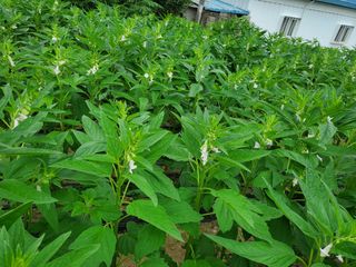 최남옥님의 🎉상반기 결산 자랑하기 · 참여글 작성글 사진
