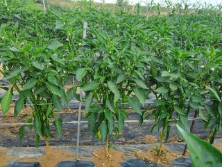 최남옥님의 🎉상반기 결산 자랑하기 · 참여글 작성글 사진