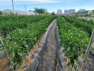 최남옥님의 🎉상반기 결산 자랑하기 · 참여글 작성글 사진