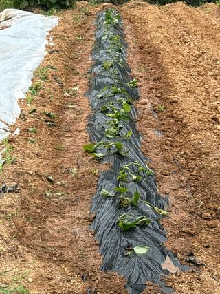 서수원님의 🎉상반기 결산 자랑하기 · 참여글 작성글 사진