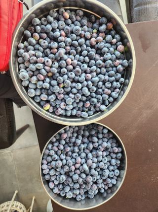 낙엽교목류13198님의 🎉상반기 결산 자랑하기 · 참여글 작성글 사진