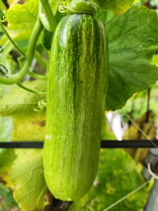 낙엽교목류13198님의 🎉상반기 결산 자랑하기 · 참여글 작성글 사진