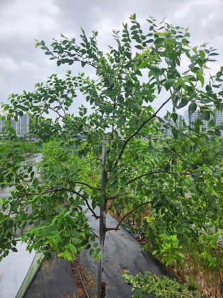 소아님의 🎉상반기 결산 자랑하기 · 참여글 작성글 사진