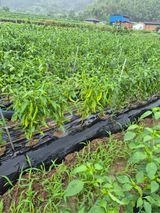 팜모닝 고추·병해충상담 게시글 이미지