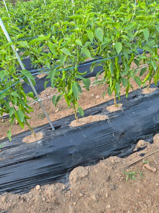 김정환님의 고추 · 병해충상담 작성글 사진