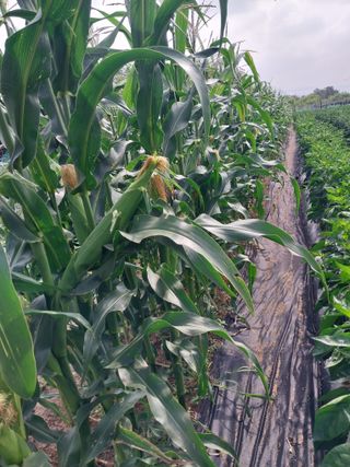 정완규님의 🎉상반기 결산 자랑하기 · 참여글 작성글 사진